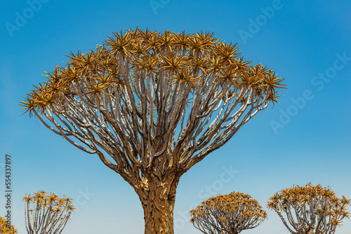 Quiver Trees (Aloidendron dichotomum) in Quiver Tree Forest, Gariganus farm, near Keetmanshoop; Namibia photo