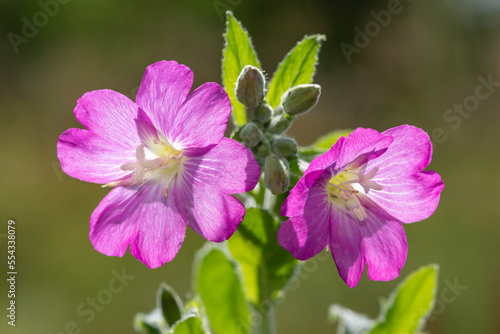 Great willwherb  epliobium hirsutum  flowers in bloom