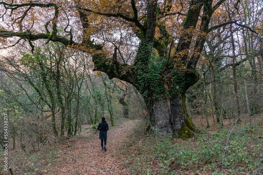 Walking through the woods under a majestic oak tree Walking through the woods under a majestic oak tree