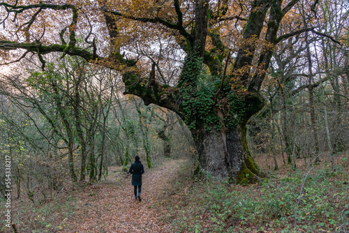 Walking through the woods under a majestic oak tree