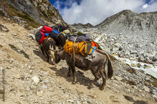 Yaks carrying goods up Gokyo Trek, Himalayas, Sagarmatha National Park, Nepal photo