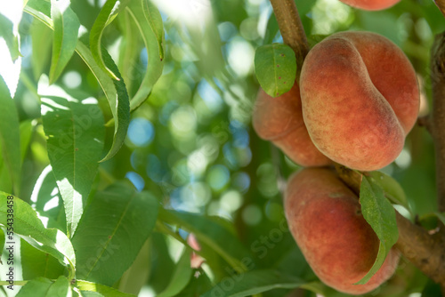 Close-up of Saturn Peaches (Prunus persica var. platycarpa) on a peach tree in Benissanet; Catalonia, Tarragona, Spain