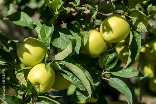 Close-up of Golden Delicious Apples (Malus domestica 'Golden Delicious') on an apple tree in Benissanet; Catalonia, Tarragona, Spain photo