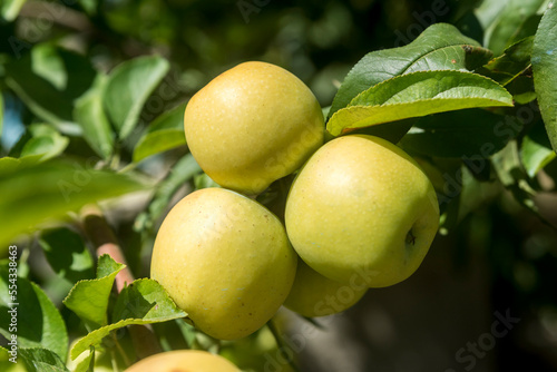 Close-up of Golden Delicious Apples (Malus domestica 'Golden Delicious') on an apple tree in Benissanet; Catalonia, Tarragona, Spain