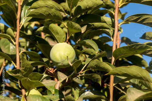 Close-up of an immature kaki persimmon (Diospyros kaki) on a persimmon tree on a sunny day in Benissanet; Catalonia, Tarragona, Spain