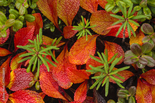 Close-up of Autumn color on the tundra, red Alpine bearberry (Arctostaphylos alpina); Denali National Park and Preserve, Alaska, United States of America photo