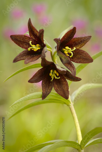 Rice Root or Chocolate Lily (Fritillaria biflora) on Admiralty Island, Tongass National Forest; Alaska, United States of America photo