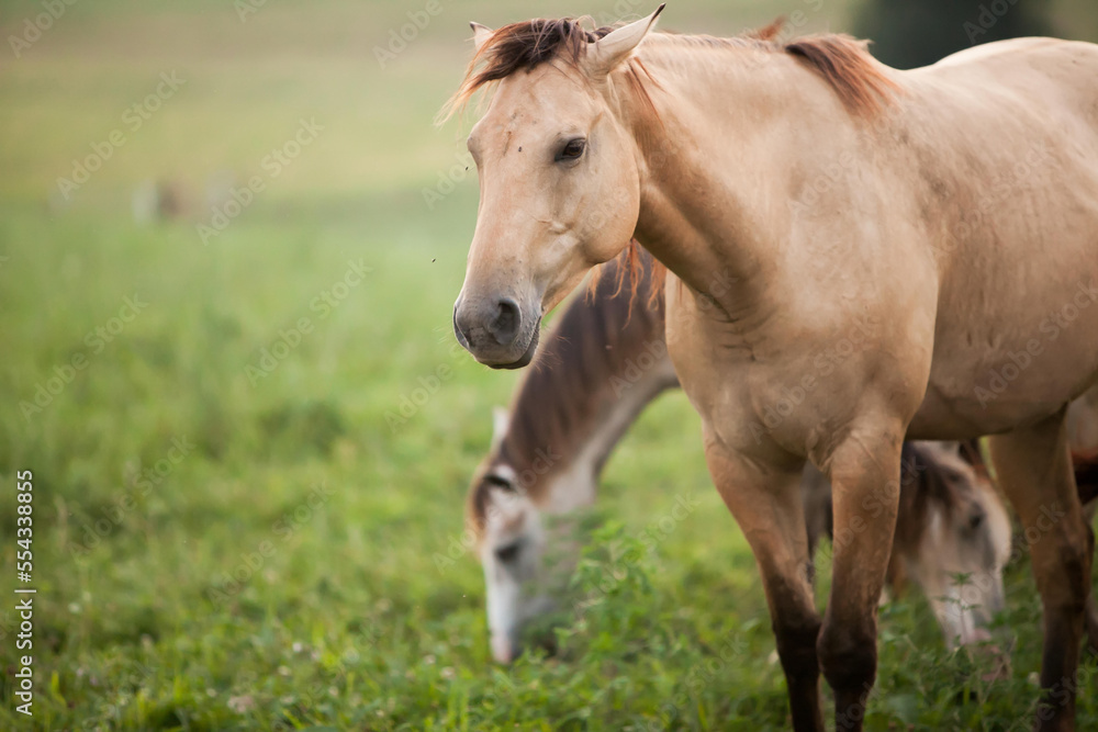 Horses graze on grass in an open field.; Millersburg, Ohio Horses graze on grass in an open field.; Millersburg, Ohio