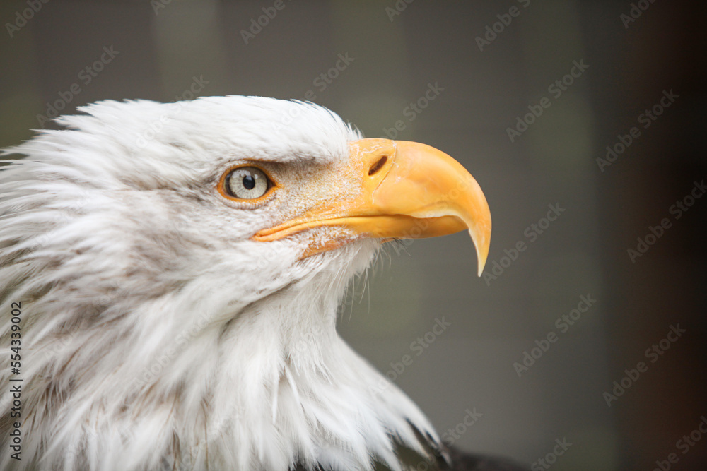 Portrait of an American bald eagle, Haliaeetus leucocephalus, that is undergoing rehabilitation at Sitka, Alaska's Raptor Center.; Sitka, Alaska Portrait of an American bald eagle, Haliaeetus leucocephalus, that is undergoing rehabilitation at Sitka, Alaska's Raptor Center.; Sitka, Alaska