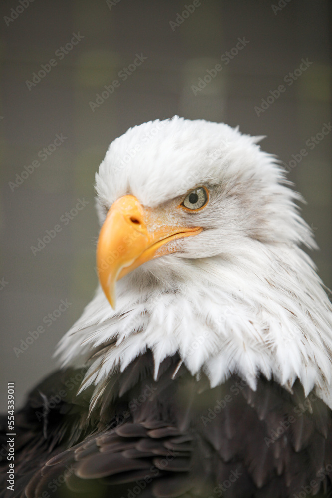Portrait of an American bald eagle that is undergoing rehabilitation at Sitka, Alaska's Raptor Center.; Sitka, Alaska Portrait of an American bald eagle that is undergoing rehabilitation at Sitka, Alaska's Raptor Center.; Sitka, Alaska