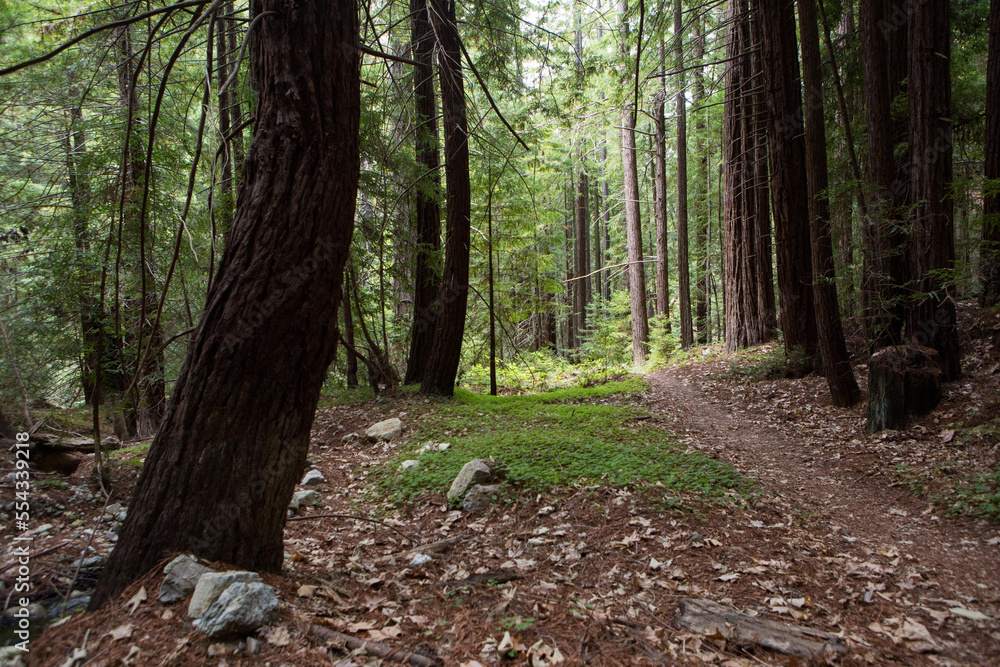 A hiking trail through a redwood forest.; Big Sur, California A hiking trail through a redwood forest.; Big Sur, California