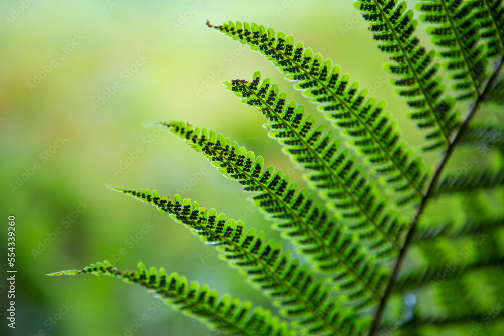 Detail of a fern plant; Armadale, Skye, Scotland Detail of a fern plant; Armadale, Skye, Scotland