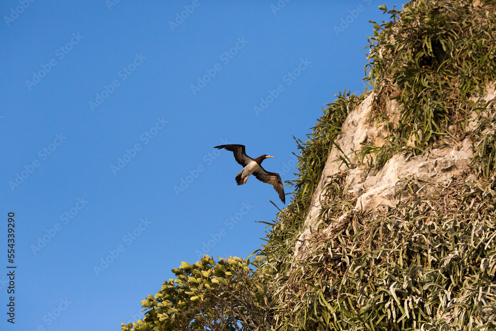 An adult brown boobie flies near a steep cliffside of Bona Island in the Gulf of Panama.; Panama An adult brown boobie flies near a steep cliffside of Bona Island in the Gulf of Panama.; Panama