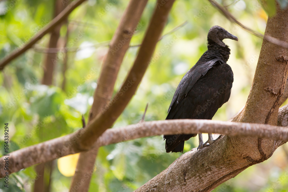 In Isla Coiba National Park, a black vulture sits perched on a tree limb.; Isla Coiba National Park, Isla Granito de Oro, Panama In Isla Coiba National Park, a black vulture sits perched on a tree limb.; Isla Coiba National Park, Isla Granito de Oro, Panama