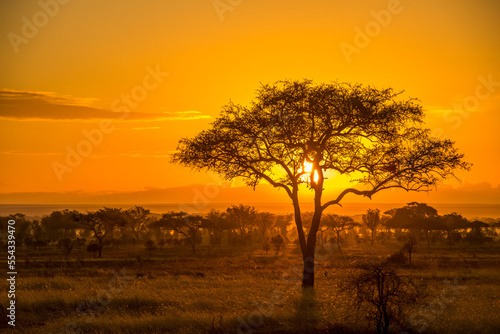 Awesome, golden sunset over the savanna in Serengeti National park; Tanzania, Africa photo