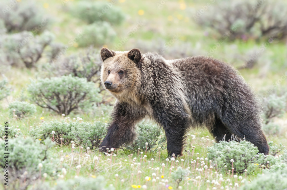 Portrait of a brown bear (Ursus arctos) walking along a sagebrush meadow; Yellowstone National Park, United States of America Portrait of a brown bear (Ursus arctos) walking along a sagebrush meadow; Yellowstone National Park, United States of America