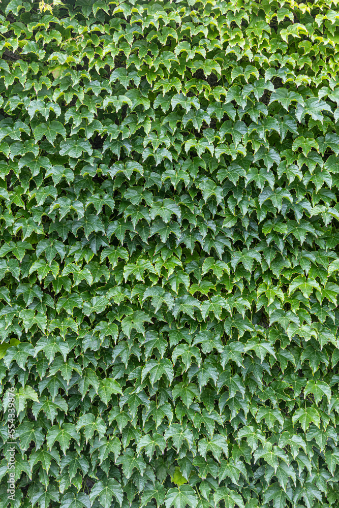 Bright green ivy plants are in a park in summer. Vertical Bright green ivy plants are in a park in summer. Vertical
