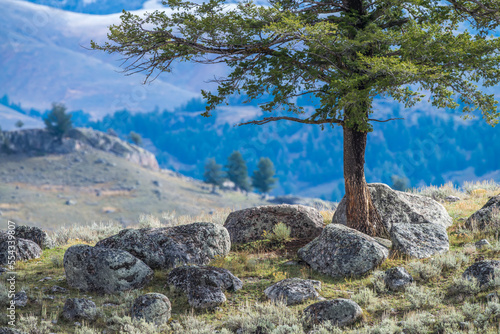 Douglas fir tree (Pseudotsuga menziesii) growing from a nurse rock in Lamar Valley, Yellowstone National Park; United States of America photo