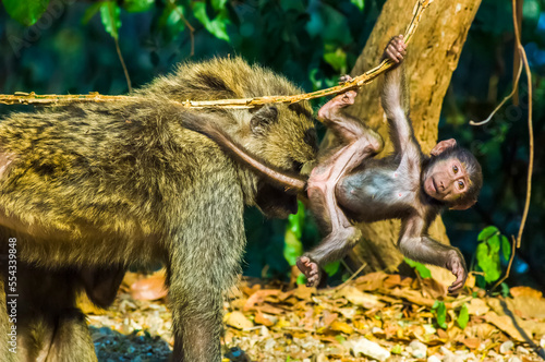 An olive baboon (Papio anubis) stands in the jungle with with her infant baboon hanging from a vine branch beside her; Gombe Stream National Park, Tanzania photo