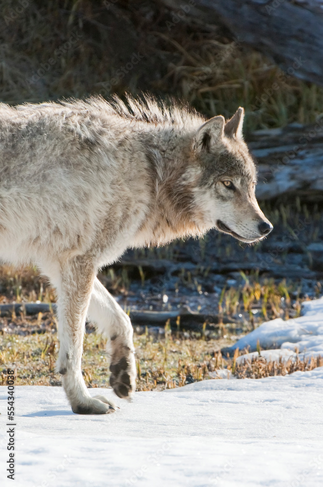 Close-up portrait of a grey wolf (Canis lupus) walking along snow covered grass in spring; Yellowstone National Park, Wyoming, United States of America Close-up portrait of a grey wolf (Canis lupus) walking along snow covered grass in spring; Yellowstone National Park, Wyoming, United States of America