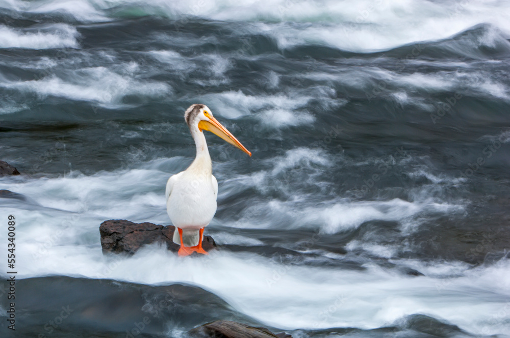 Portrait of an American white pelican (Pelecanus erythrorhynchos) standing on a rock surrounded by rushing water flowing past; Yellowstone National Park, United States of America Portrait of an American white pelican (Pelecanus erythrorhynchos) standing on a rock surrounded by rushing water flowing past; Yellowstone National Park, United States of America