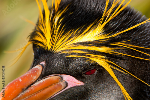 Close-up portrait of a macaroni penguin (Eudyptes chrysolophus) with its red eyes, orange beak and yellow crested eyebrow feathers; South Georgia Island, Antarctica photo