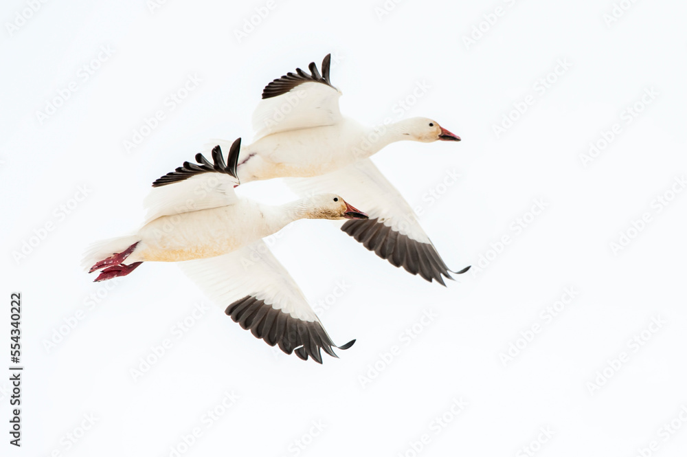 Snow geese, Chen caerulescens, flying in tandem. Snow geese, Chen caerulescens, flying in tandem.