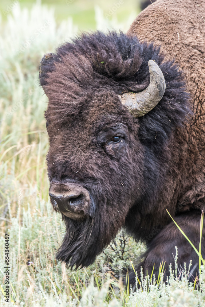Close-up portrait of a bison bull (Bison bison)in a sagebrush field; Yellowstone National Park, Wyoming, United States of America Close-up portrait of a bison bull (Bison bison)in a sagebrush field; Yellowstone National Park, Wyoming, United States of America