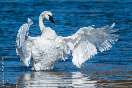 Trumpeter swan (Cygnus buccinator) standing up in the blue water, stretching its wings in the sunlight; Yellowstone National Park, United States of America photo