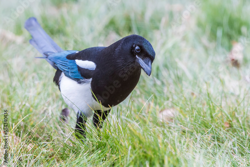 Close-up portrait of a black-billed magpie (Pica hudsonia) standing in the grass hunting for food; Montana, United States of America photo