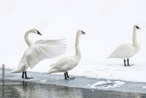Three trumpeter swans (Cygnus buccinator) standing on a snowy shore, one stretching and flapping its wings in winter; Yellowstone National Park, United States of America photo