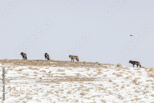 A pack of wolves (Canis lupus) gathered on a snow covered hill in Yellowstone National Park; Wyoming, United States of America photo