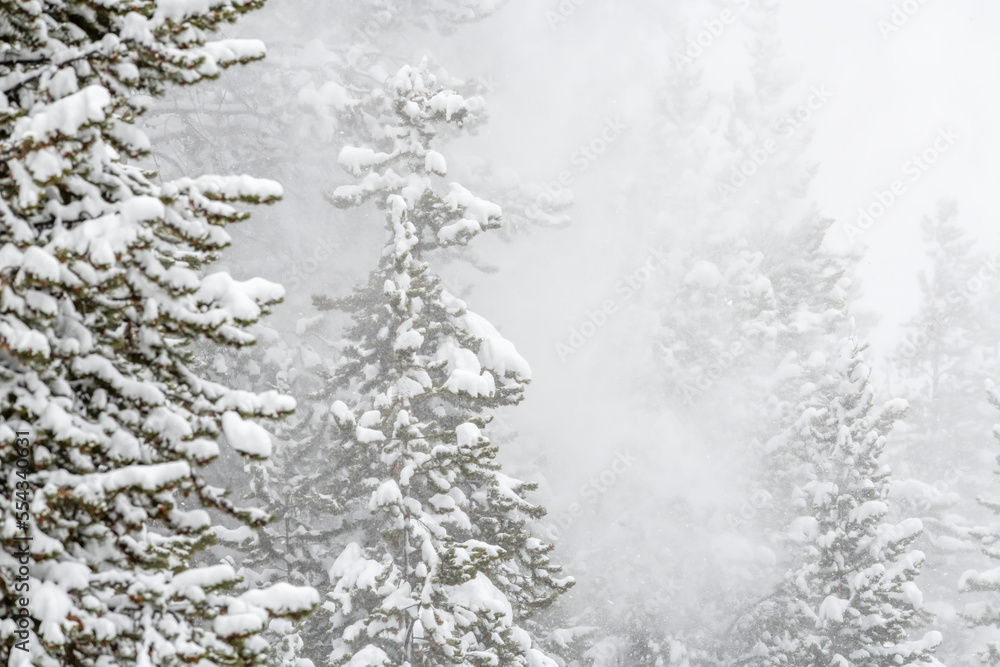 Lodgepole pine tree (Pinus contorta) forest in a snowstorm; Montana, United States of America Lodgepole pine tree (Pinus contorta) forest in a snowstorm; Montana, United States of America