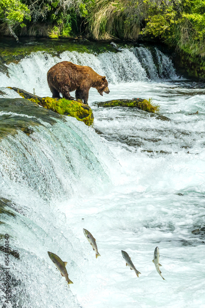 Brown bear, Ursus arctos, fishing for sockeye salmon at Brooks Falls. Brown bear, Ursus arctos, fishing for sockeye salmon at Brooks Falls.