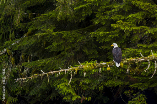 A bald eagle perched on a tree branch in the forest. photo