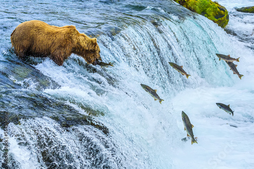 Brown bear, Ursus arctos, fishing for sockeye salmon at Brooks Falls. photo