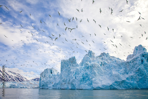 Kittiwakes fly above a blue glacier and the Arctic Ocean. photo