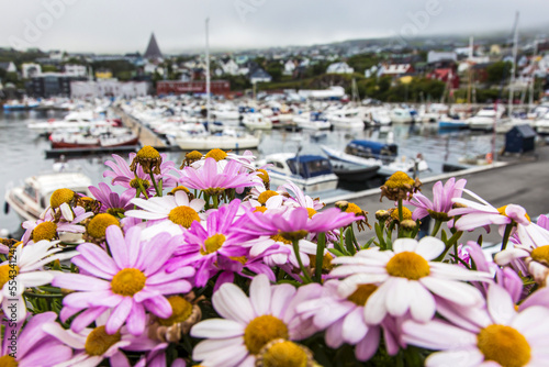 Close up of pink flowers overlooking the inner harbor of Torshavn. photo