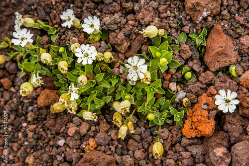 View of white flowers growing from volcanic rock. photo