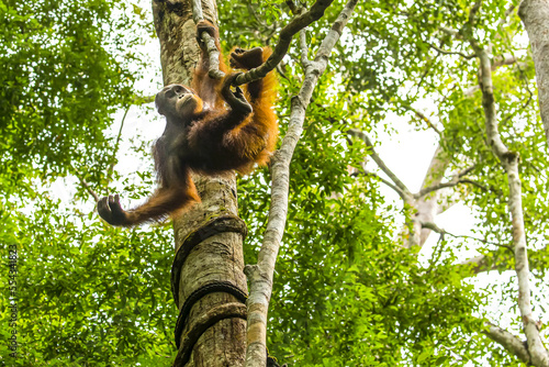 A Bornean orangutan, Pongo pygmaeus, swinging from a vine. photo