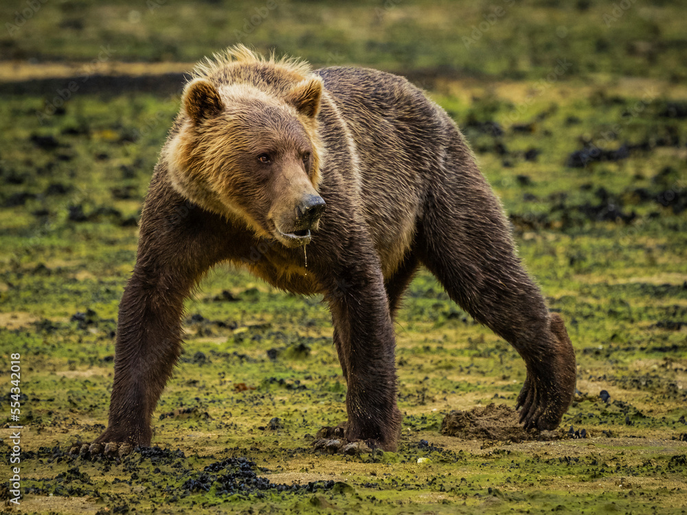 Portrait of a young, Coastal Brown Bear (Ursus arctos horribilis) walking on beach grazing at low tide in Geographic Harbor; Katmai National Park and Preserve, Alaska, United States of America Portrait of a young, Coastal Brown Bear (Ursus arctos horribilis) walking on beach grazing at low tide in Geographic Harbor; Katmai National Park and Preserve, Alaska, United States of America