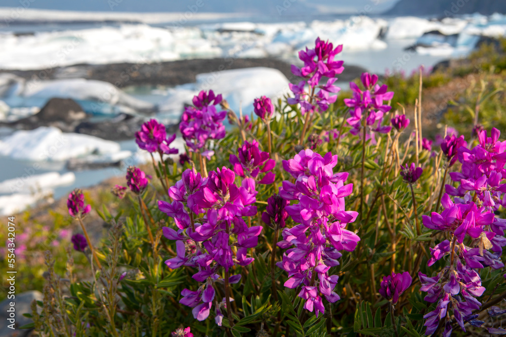 Boreal Sweetvetch (Hedysarum boreale) in full bloom in front of the Knik Glacier on a late summer evening in Palmer; Alaska, United States of America Boreal Sweetvetch (Hedysarum boreale) in full bloom in front of the Knik Glacier on a late summer evening in Palmer; Alaska, United States of America