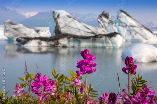 Boreal Sweetvetch (Hedysarum boreale) in full bloom in front of the Knik Glacier with the Chugach Mountains in the distance, on a late summer evening in Palmer; Alaska, United States of America photo