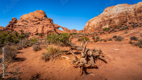 Skyine Arch in the background of the Red Sandstone Rock Formations in Arches National Park in Utah, USA