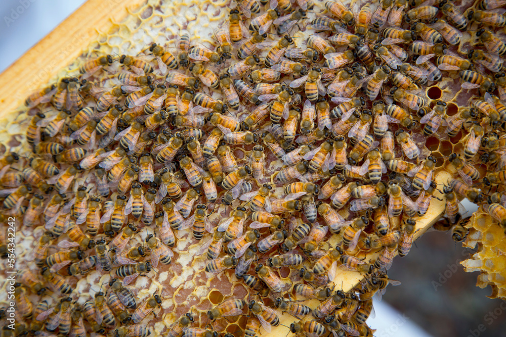 Bees on a honeycomb from a rooftop beehive.; Mc Lean, Virginia. Bees on a honeycomb from a rooftop beehive.; Mc Lean, Virginia.
