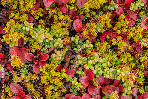 Close up of the arctic tundra reveals a myriad of colour and detail that is underfoot as one walks across it; Dawson City, Yukon, Canada