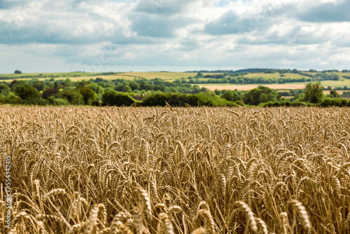 Golden wheat fields under cloudy skies, around Rockbourne, near Salisbury, Wiltshire, UK; Wiltshire, England photo