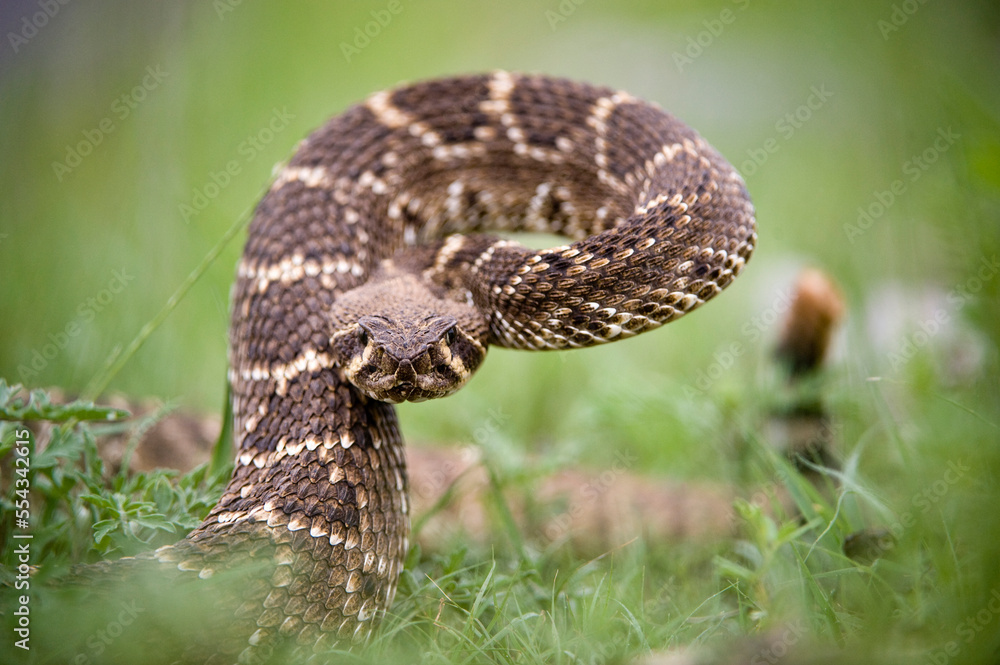 Western diamondback rattlesnake (Crotalus atrox) migrates radially from its den; Apache, Oklahoma, United States of America Western diamondback rattlesnake (Crotalus atrox) migrates radially from its den; Apache, Oklahoma, United States of America