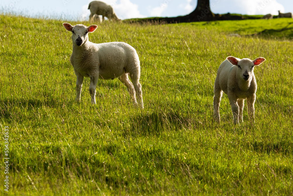 Obraz premium Pair of lambs looking at you