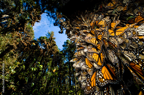 Millions of monarch butterflies (Danaus plexippus) cover every inch of a tree in Sierra Chincua while in travel to winter roosts in Mexico; Sierra Chincua, Mexico photo